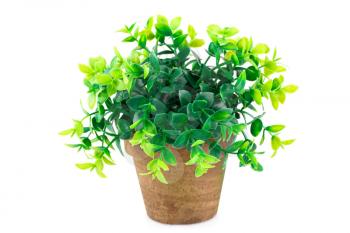 Plastic plant in pot isolated on white background.