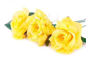 Yellow roses  isolated on white background.