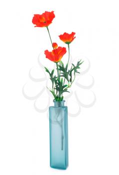 Red poppies in blue glass vase isolated on white background.