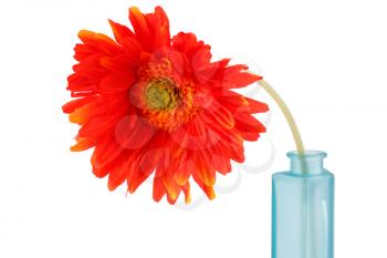 Red fabric daisy in blue vase isolated on white background, closeup picture.