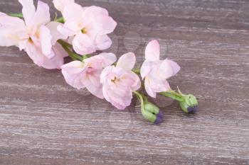 Pink fabric flowers on wooden background, closeup picture.