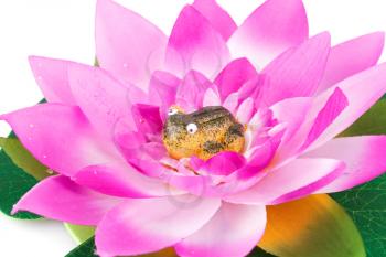Pink lotus flower and frog in it isolated on white background.