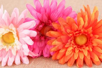 Colorful fabric daisies on canvas background, closeup picture.
