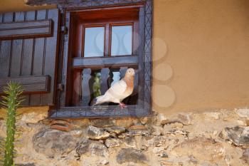 Pigeon sitting on the window in old village, Cyprus.