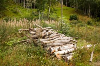 Dry logs in the forest in Norway.