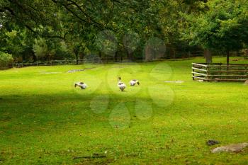Traditional backyard with geese at Skansen park, the first open-air museum and zoo, located on the island Djurgarden.