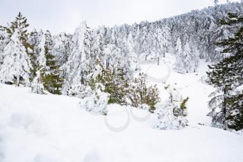 Winter scene on Troodos mountains in Cyprus.