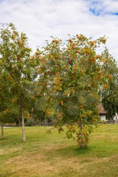 Fruit garden with rowan-trees in the village in Norway.