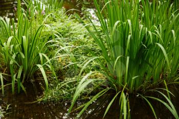 Plants in pond, rural place.