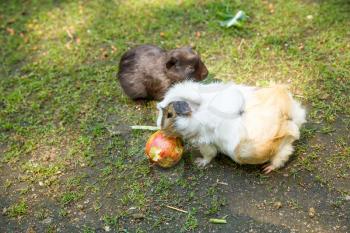 Guinea pigs eating an apple in the garden.