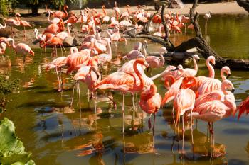 Group of pink flamingos in the zoo.