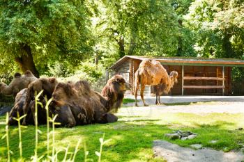Group of camels in the zoo.