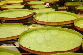 Waterlily leaves and flowers on the pond water.