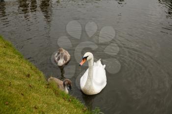 White swan's family on the water of pond.