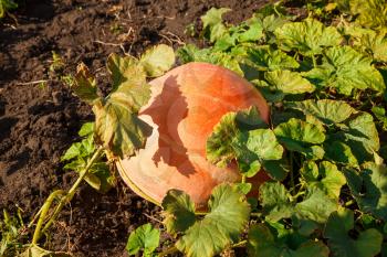 Big pumpkin in the garden in village.
