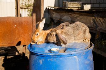 Two brown and gray rabbits on the blue barrel in the farm.