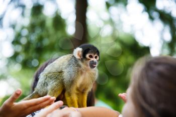 Squirrel monkey (Saimiri boliviensis) sitting on the woman shoulder.