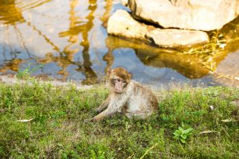 Young Barbary macaque (Macaca sylvanus) sitting on the ground at the pond.