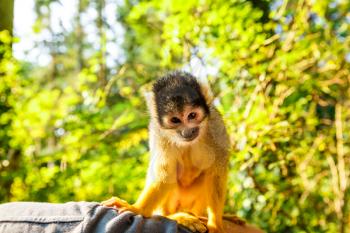 Squirrel monkey (Saimiri boliviensis) sitting on the man's hand.