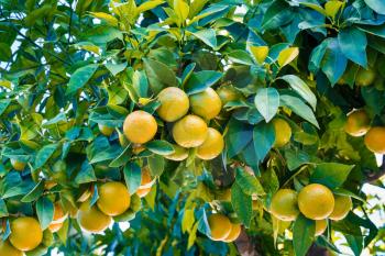 Fresh organic oranges hanging on a tree.