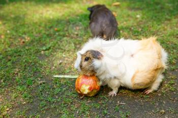 Guinea pigs eating an apple in the garden.