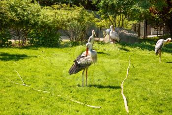 Group of the storks in the zoo.