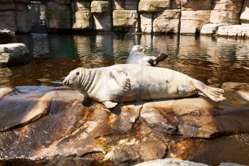 Two seals in the zoo.
