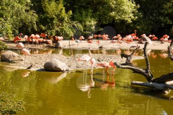 Group of pink flamingos in the zoo.