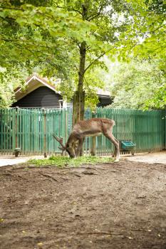 The red deer in the zoo.