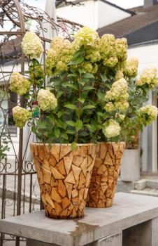 Hydrangea flowers in two wooden pots.