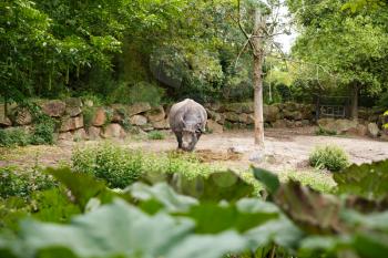 The big rhinoceros eating the food in zoo.