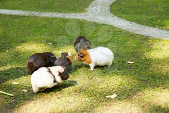Group of guinea pigs in the garden.