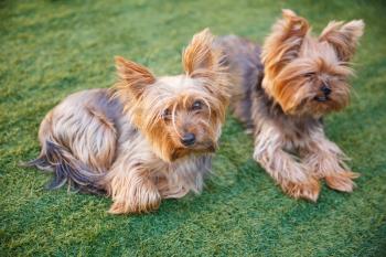 Two yorkshire terriers sitting on the grass in the garden.
