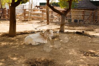 The white goat sitting on the ground in farm.