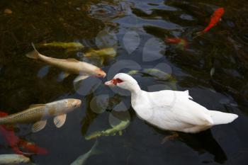White duck and colorful koi fish swimming in the pond.