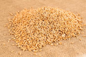 The heap of wheat grains on the burlap background.