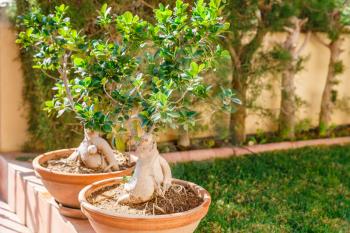 Two bonsai of banyan trees in pots in the garden.
