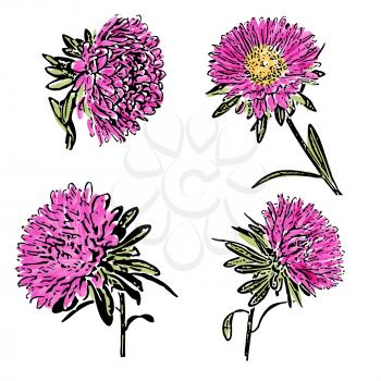 Watercolor aster flower isolated on white background, vector format