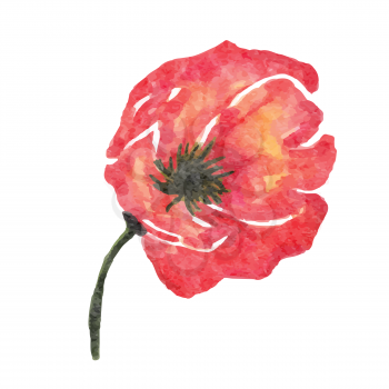 watercolor poppy flower isolated on white background, vector format