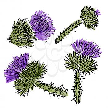 watercolor milk thistle  flowers set  isolated on white background, vector format