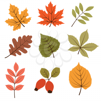 Autumn leaves collection isolated on white background, vector format