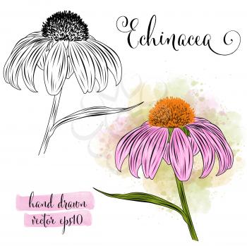 botanical art watercolor echinacea flower, vector format