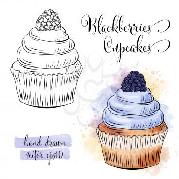 Beautiful hand drawn watercolor cupcakes with blackberries. Vector format