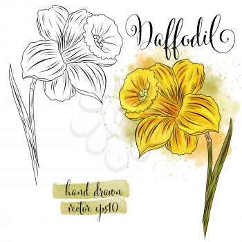 botanical art watercolor daffodil flower, vector format