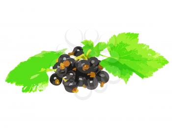Black currant with leaf on white background. Vector