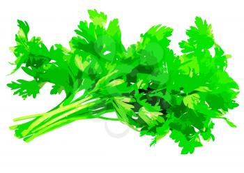 Fresh parsley . Vector .