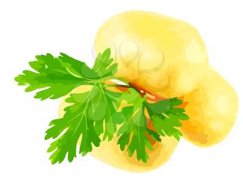 Young potatoes, decorating of parsley . Vector