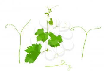 Grapes green leaf with vine tendril. Vector