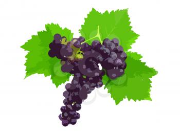 Black grape on cane vine with leafe. Vector