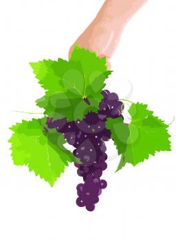Branch of black grapes hold in hand with green leaf.. Vector